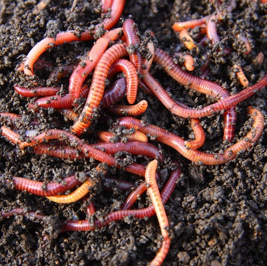 download red wiggler worms