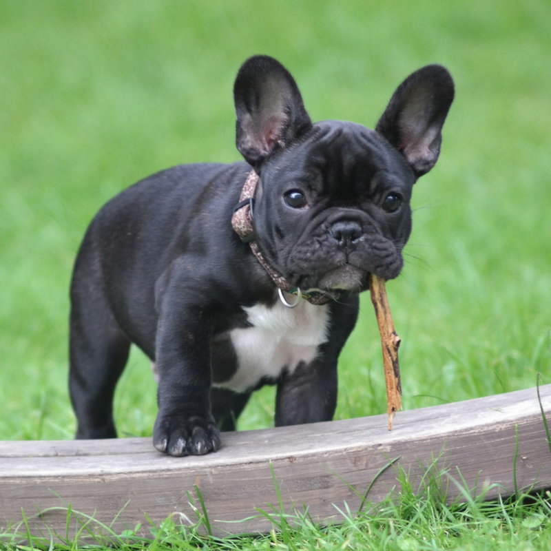 Shopify Employee Sells Enough Apparel To Buy A French Bulldog Side - 